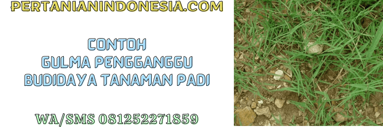 contoh,rumput liar,gulma,budidaya,tanaman,tanaman padi,pertanian indonesia